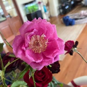 Meet your Posher, Nicky